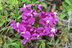 Pedicularis punctata